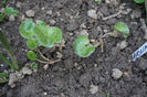 Asarum europaeum- nou-venit