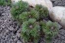 Aricei de Paeonia tenuifolia <3