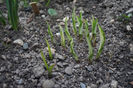 Hosta s-a trezit