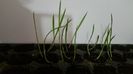 Washingtonia Filifera seminte germinate
