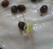 Washngtonia Filifera seminte germinate