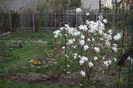Magnolia stellata