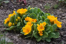 Primula mea uriasa