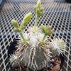 Pachypodium enigmaticum Pavelka