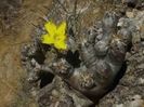 Pachypodium enigmaticum Pavelka