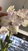 Vanda Lavender Mist