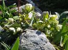 Helleborus
