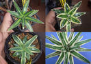 Plantele mame