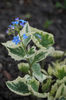 Brunnera- multumesc, Julia!