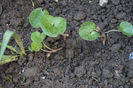 Asarum europaeum