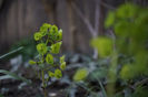 Euphorbia amigdaloides