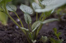 Brunnera silver- mulțumesc, Silvia!