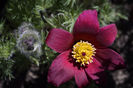 Pulsatilla