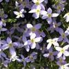 Houstonia caerulea millards variety