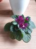 Violete Africane