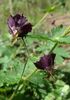 Geranium phaeum samobor