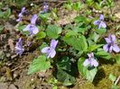 Viola odorata ( Toporaş, tămâioară)