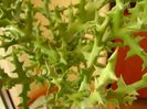 Euphorbia stenoclada, detaliu