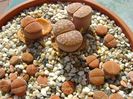 Lithops