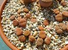 Lithops