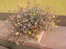 Sedum palmeri