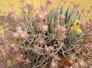 Sedum palmeri