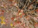 Sedum palmeri