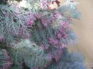 Thuja