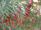 Thuja