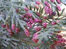 Thuja