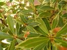 Pieris japonica