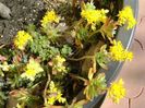 Sedum palmeri
