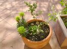 Grup de prebonsai