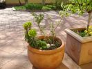 Grup de prebonsai