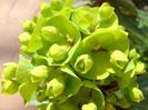 Euphorbia amygdaloides