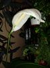 SpathiphyllumWallisii-Crinul Păcii