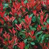 photinia-fraserii-red-robin