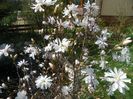 magnolia stellata