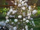 magnolia stellata