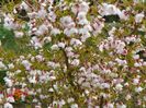 prunus Kojo-no-mai