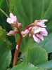 Bergenia