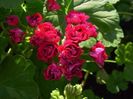 pela Plum_Rambler