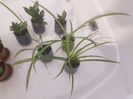 Clorophytum comosum 10 ronbuc