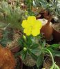 Pachypodium enigmaticum Pavelka