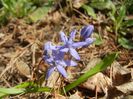 Scilla bifolia (2018, March 14)