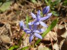 Scilla bifolia (2018, March 14)