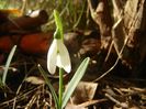 Snowdrops_Ghiocei (2018, February 03)