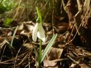Snowdrops_Ghiocei (2018, February 03)