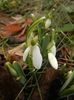 Snowdrops_Ghiocei (2018, February 03)