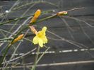 Jasminum nudiflorum(2018, February 04)